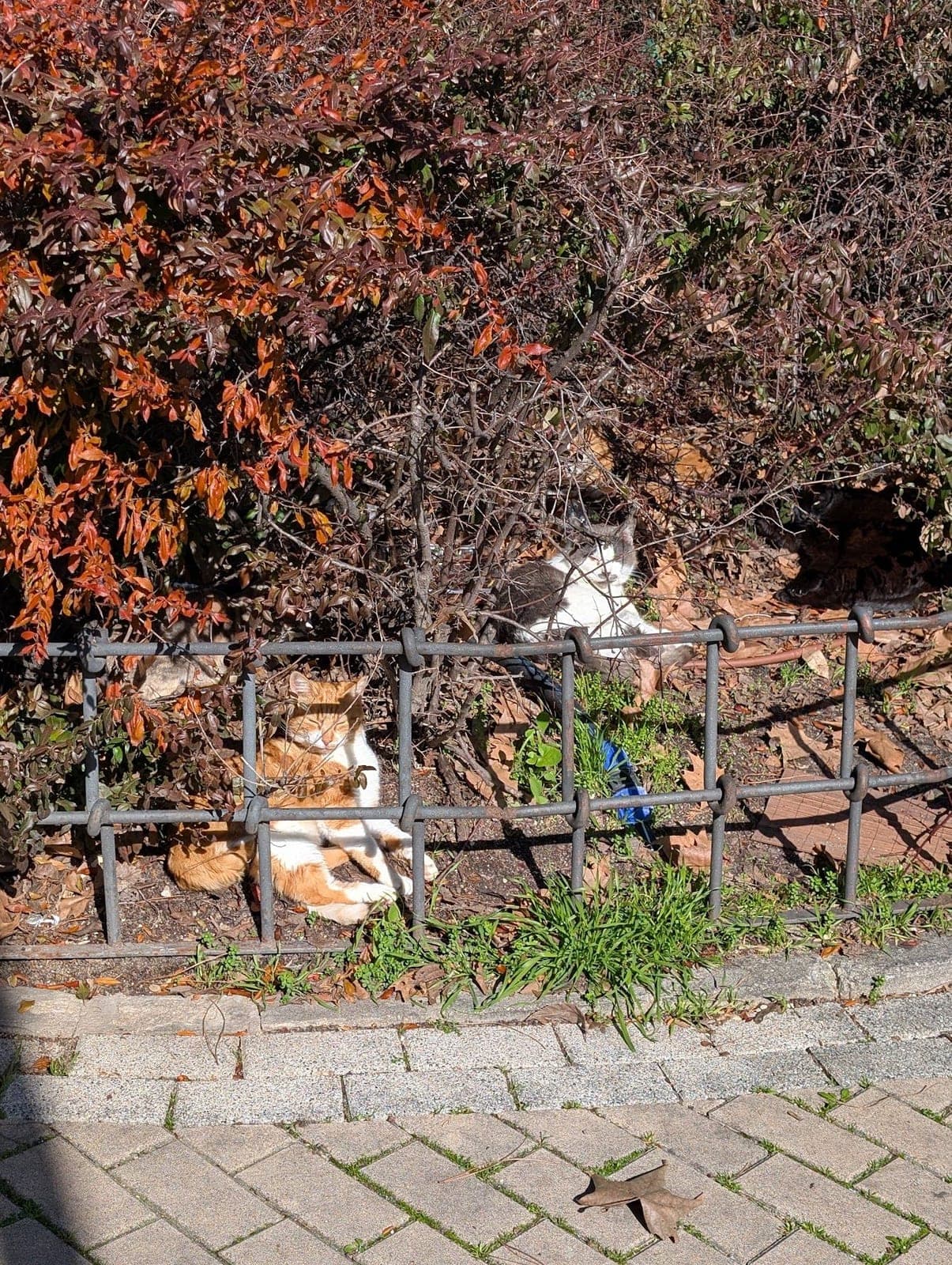 Two cats, one orange and white, curled up in a bush behind a low iron fence.