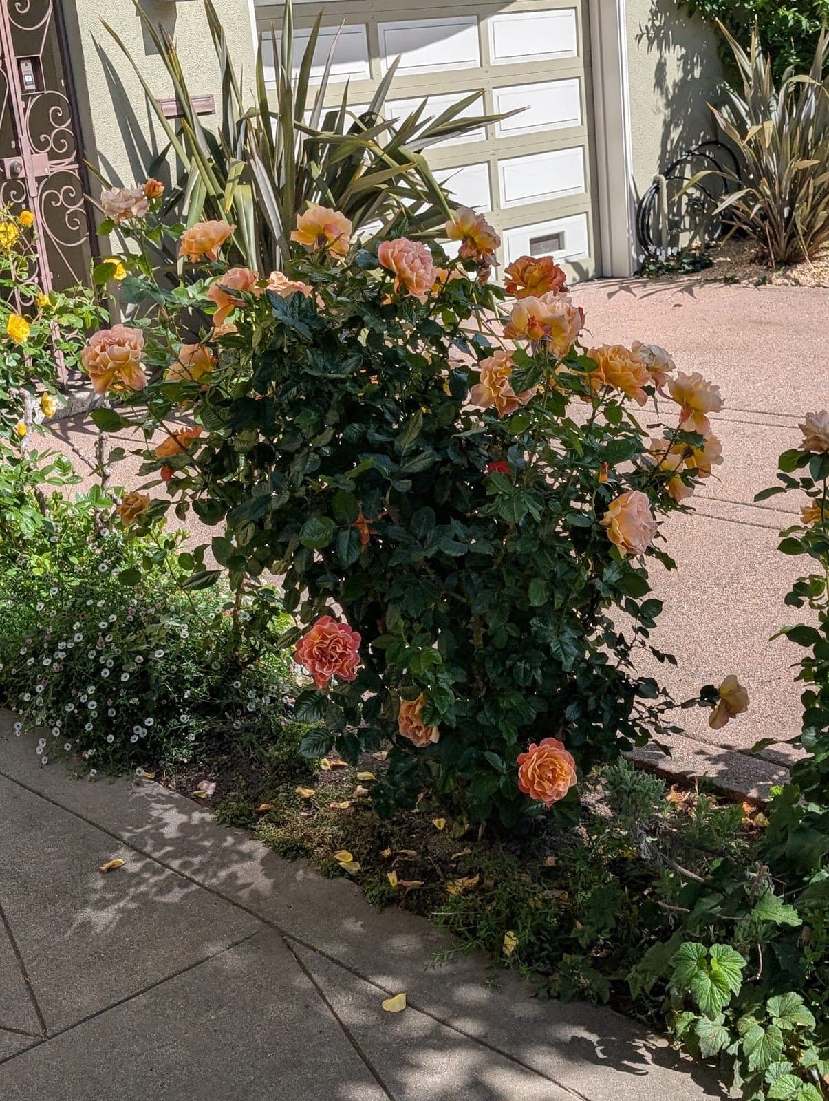 A bush of peach and orange roses beside a sunny path.