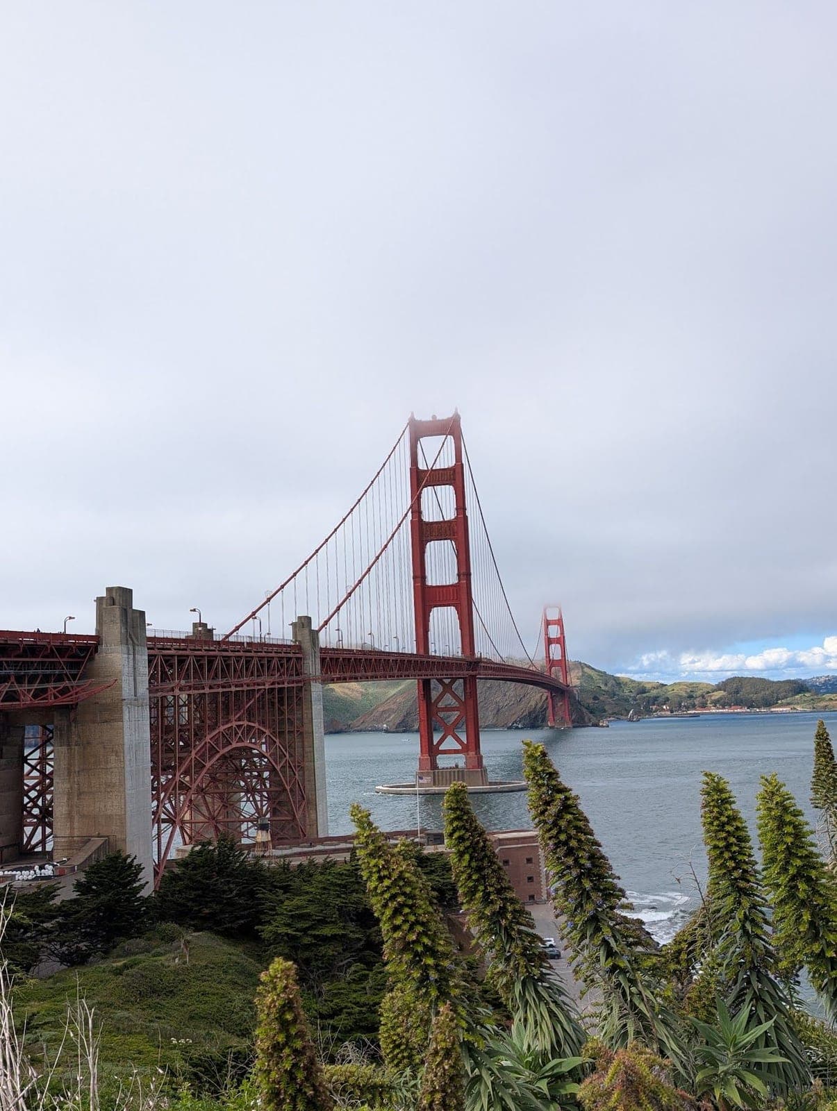 The Golden Gate Bridge over the bay, behind a hillside of spiky yellow flowers.