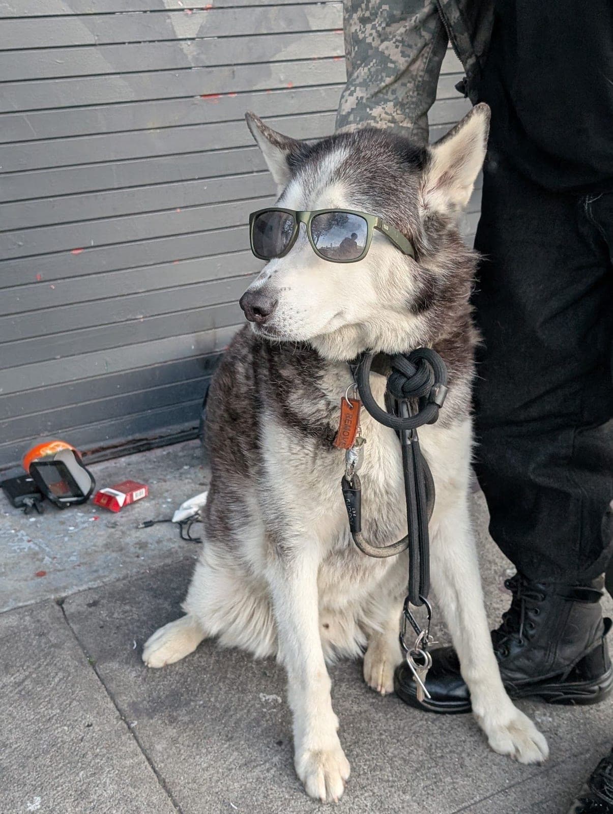 Max, a husky in sunglasses, sitting calmly on the pavement.