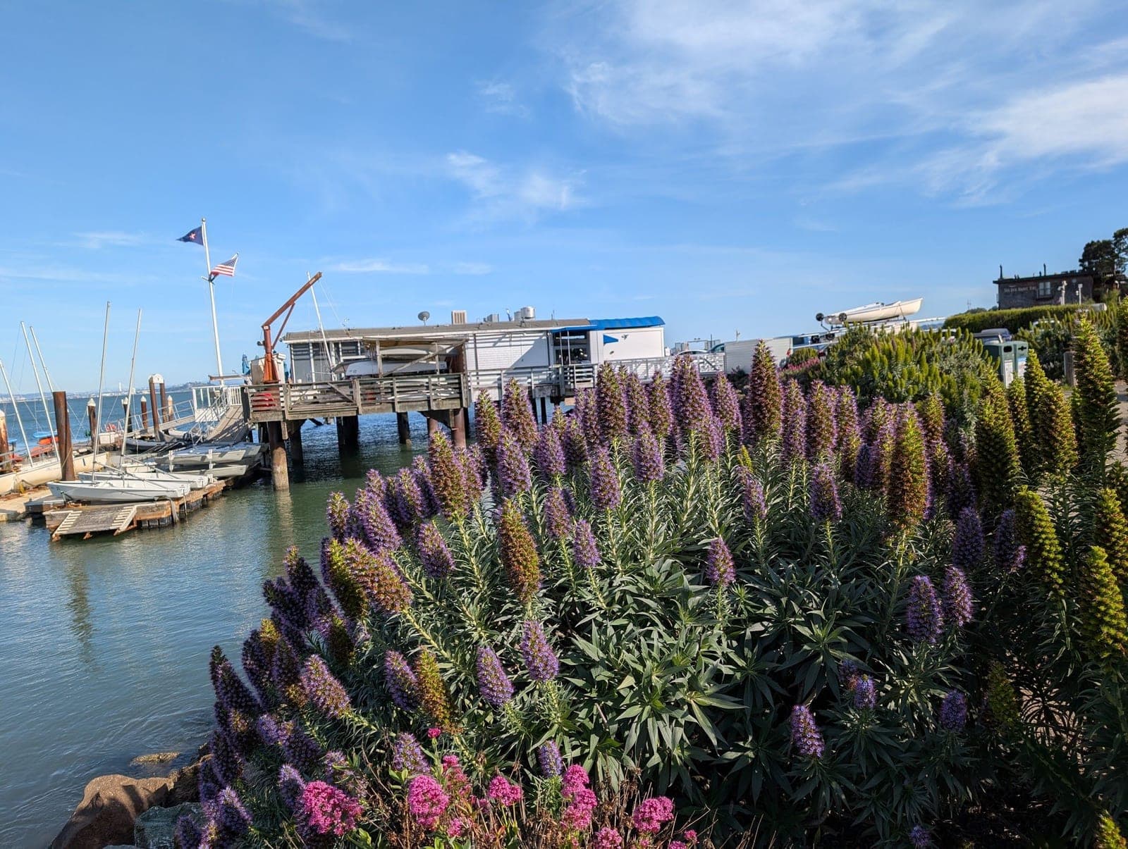Tall purple flower spikes beside a pier with boats on the bay.